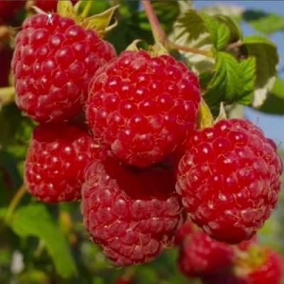 Ранняя в Жлобине