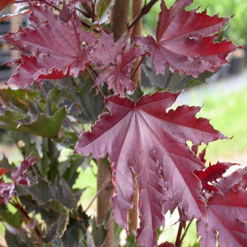 Клен КРИМСОН СЕНТРИ остролистный в Жлобине