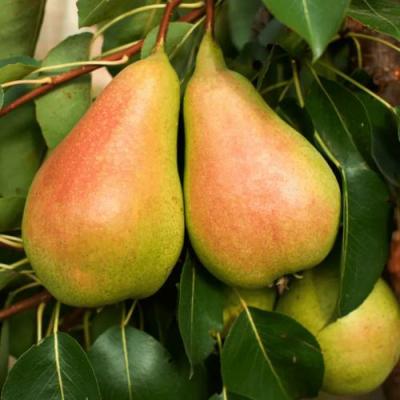 Сладкая в Жлобине