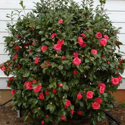 Камелия в Жлобине