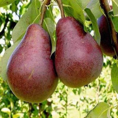 Красная в Жлобине