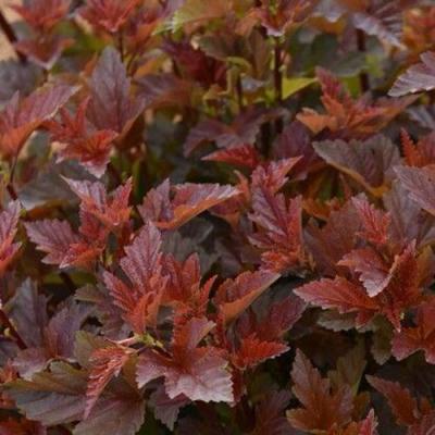 Красный в Жлобине