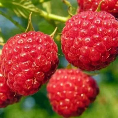 Поздняя в Жлобине