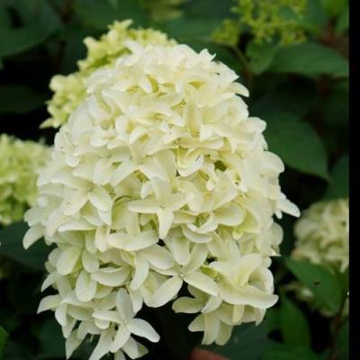 Средние в Жлобине