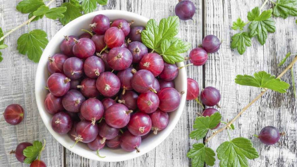 ягоды крыжовника.jpeg