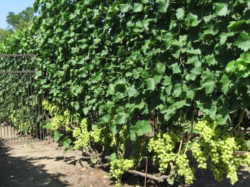 кусты винограда.jpg