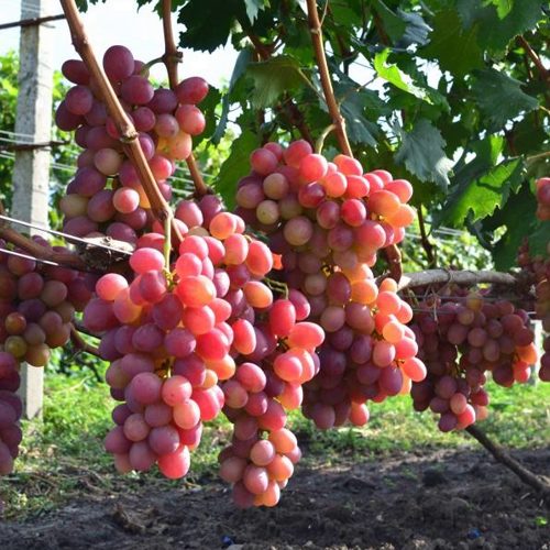 виноград Анюта.jpg