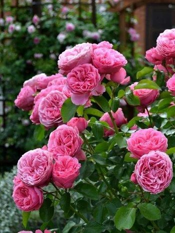 Роза КЕЛЬНЕР ФЛОРА шраб.jpg