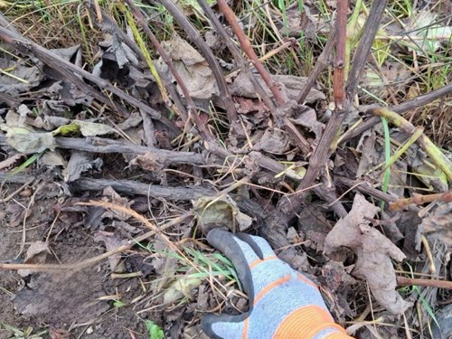 Подготовка винограда к укрытию.jpeg