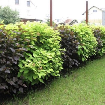 Ангел Голд + Леди ин Ред.jpg