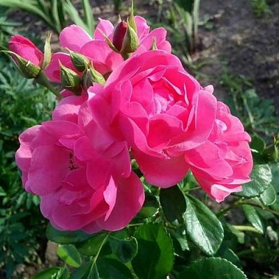 Роза АНГЕЛА флорибунда в Жлобине