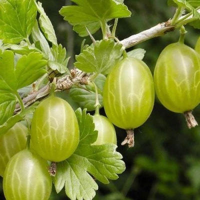 Крыжовник УРАЛЬСКИЙ ИЗУМРУД в Жлобине