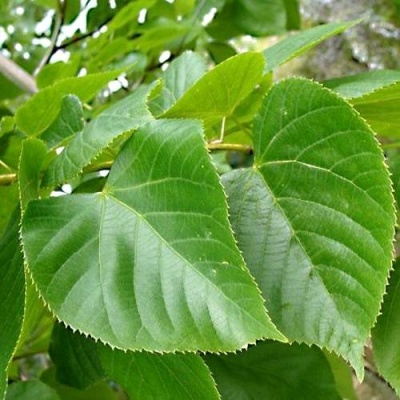 Липа мелколистная в Жлобине
