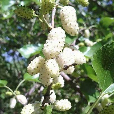 Шелковица БЕЛАЯ МЕДОВАЯ в Жлобине