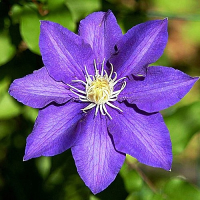 Клематис ЗЕ ПРЕЗИДЕНТ в Жлобине