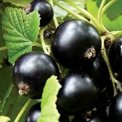 Смородина чёрная ЛЕНТЯЙ в Жлобине