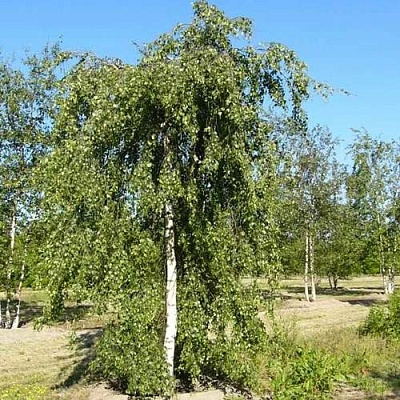 Береза ПОВИСЛАЯ в Жлобине