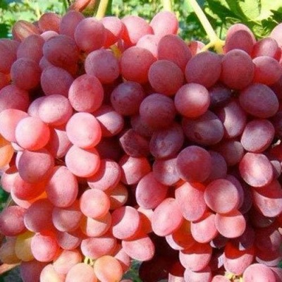Виноград КИШМИШ КРАСНЫЙ в Жлобине