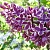 Сирень СЕНСАЦИЯ (привитая) в Жлобине