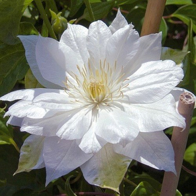 Клематис ДАЧЕСС ОФ ЭДИНБУРГ в Жлобине