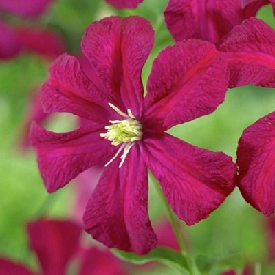 Клематис МАДАМ ДЖУЛИЯ КОРРЕВОН в Жлобине