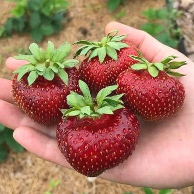 Клубника МАЛЬВИНА в Жлобине