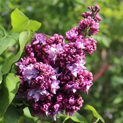 Сирень МАРШАЛ МАЛИНОВСКИЙ в Жлобине