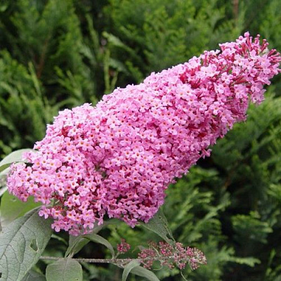 Буддлея давида ПИНК ДЕЛАЙТ в Жлобине