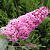 Буддлея давида ПИНК ДЕЛАЙТ в Жлобине