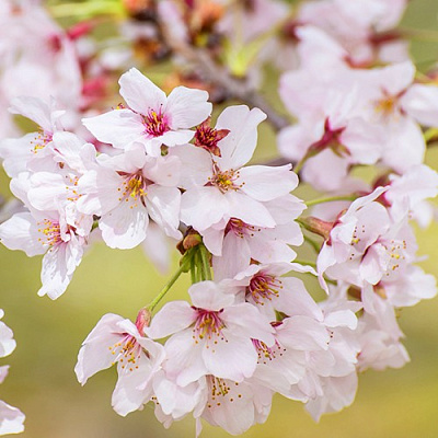 Сакура КОЙО НО МАЙ в Жлобине