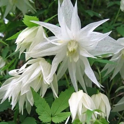 Княжик АЛЬБИНА ПЛЕНА белый махровый в Жлобине