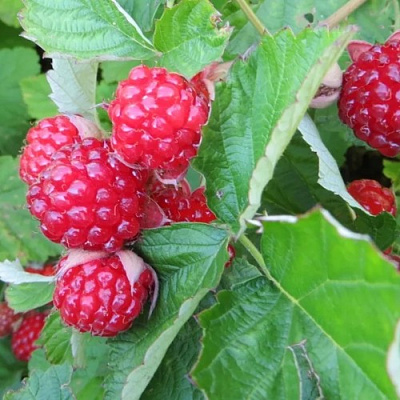 Ежемалина РЕД ДАЙМОНД в Жлобине