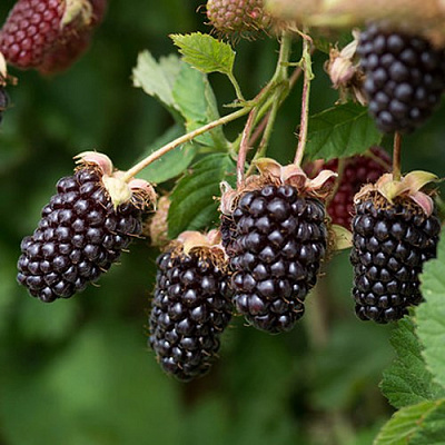 Ежемалина БОЙСЕНБЕРРИ в Жлобине