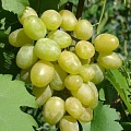 Виноград в Жлобине
