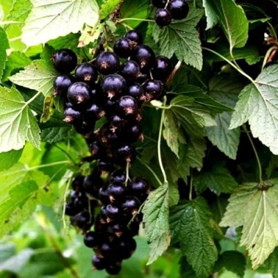 Смородина чёрная БЕЛОРУССКАЯ СЛАДКАЯ в Жлобине