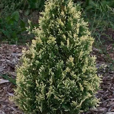 Туя БРАБАНТ ВАРИЕГАТТА западная в Жлобине