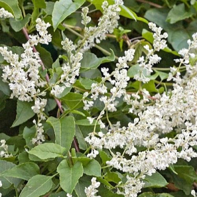 Фаллопия АУБЕРТА в Жлобине