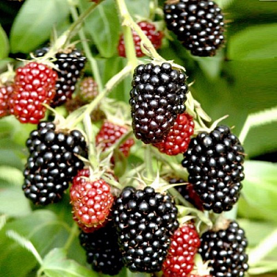 Ежемалина ДАРРОУ в Жлобине