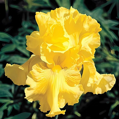 Ирис ГОЛДЕН ЭППЛ бородатый в Жлобине