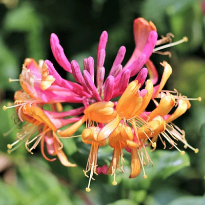 Жимолость ГЕКРОТА в Жлобине