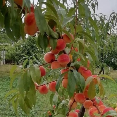 Персик ВУЛКАН в Жлобине