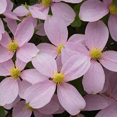 Клематис ГОРНЫЙ в Жлобине