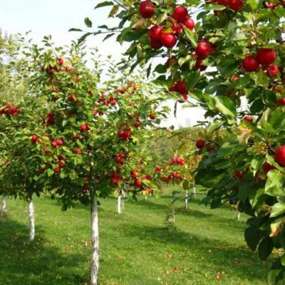 Плодовые деревья в Жлобине
