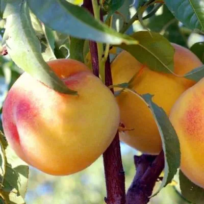 Колонновидные персики в Жлобине