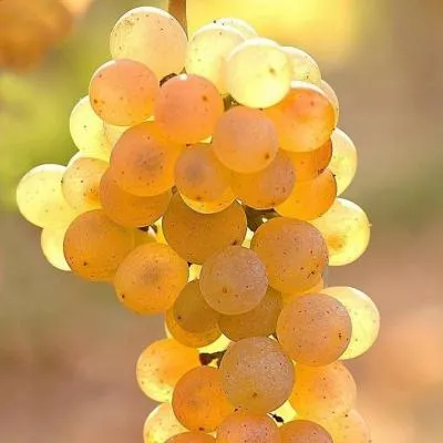 Белый виноград в Жлобине