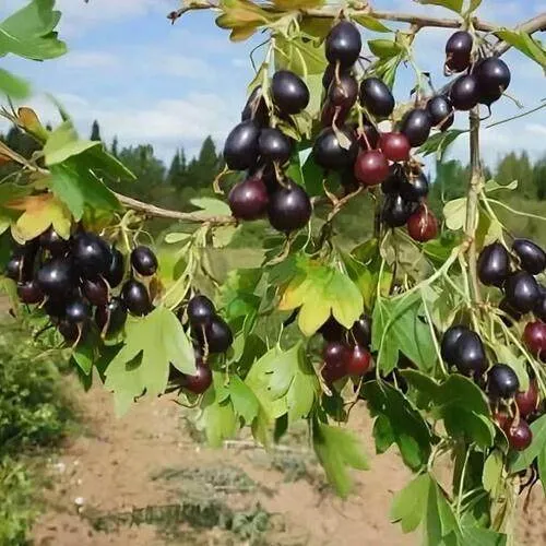 Смородина золотистая ЛЕВУШКА в Жлобине