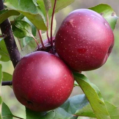 Яблоня красномясая в Жлобине